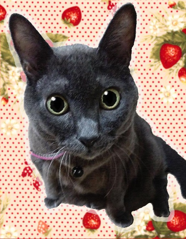 いちご柄の背景に写る、ロシアンブルーのような緑の目が特徴的な猫「ちま」の写真