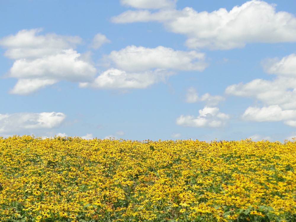 空と雲の下、小さな黄色い花が一面に咲く風景