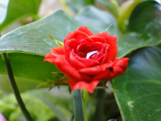 小さな赤いバラと葉っぱに付いた水滴