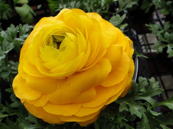 幾重にも重なった花びらが美しい、黄色のラナンキュラス