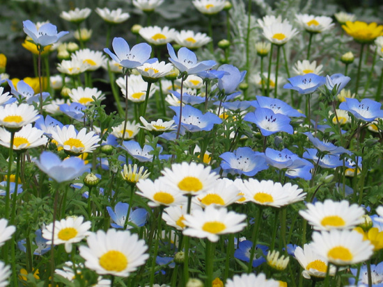 ネモフィラとマーガレットが咲き乱れる花畑