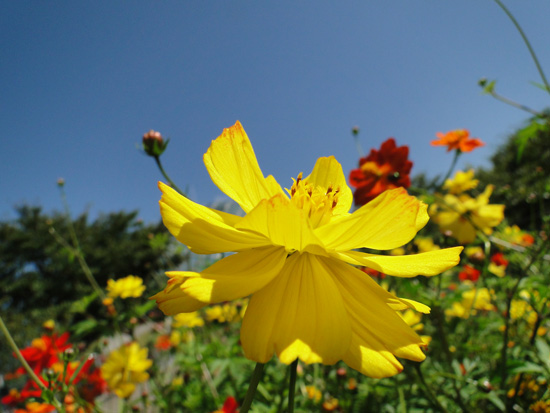青い空の下、黄色いキバナコスモスが咲く様子