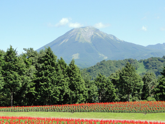 赤い花畑と、木々の向こうに見える山
