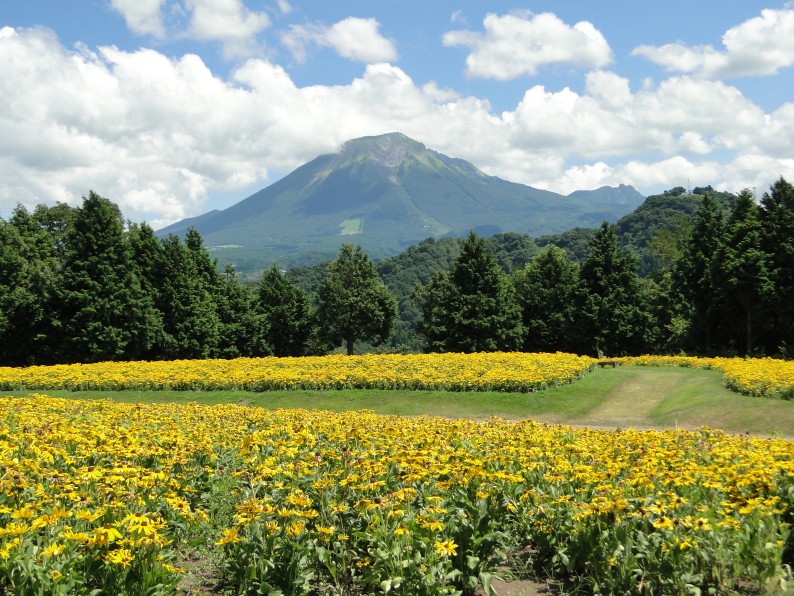 一面に広がる黄色い花畑と、遠くに見える山