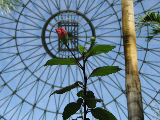 温室のドームを背景にした、つぼみのある植物