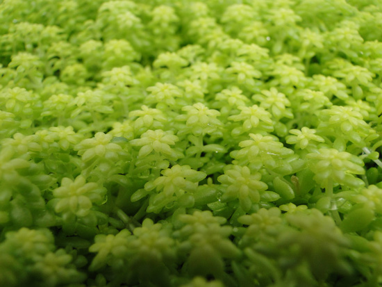 ライムグリーンが美しい多肉植物の群生