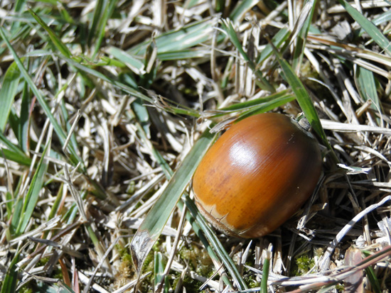 草むらに転がるどんぐり