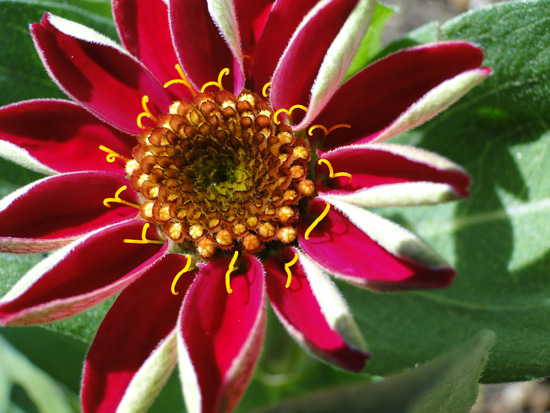 花の中心部分が特徴的な、赤いジニアの花