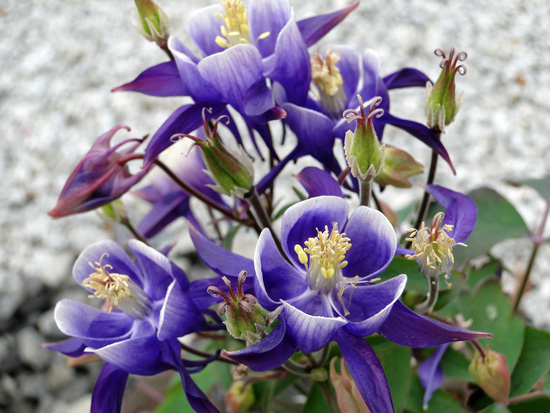 紫と白のグラデーションが美しいオダマキの花