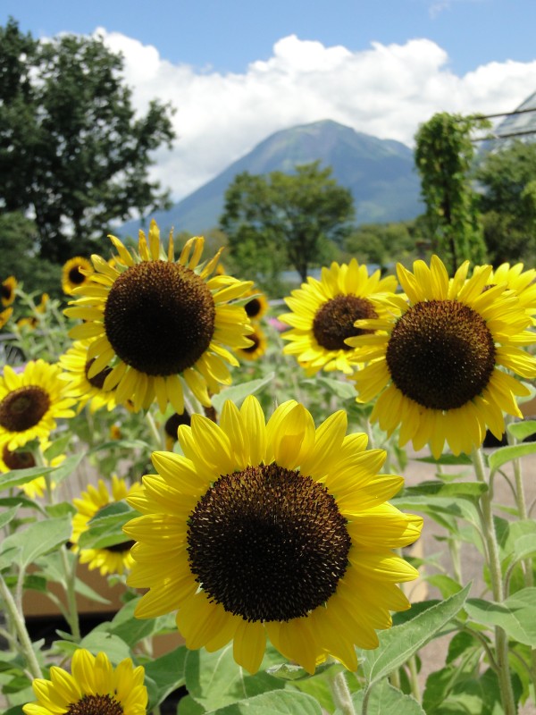 青い空と山を背景に咲く、夏のひまわり